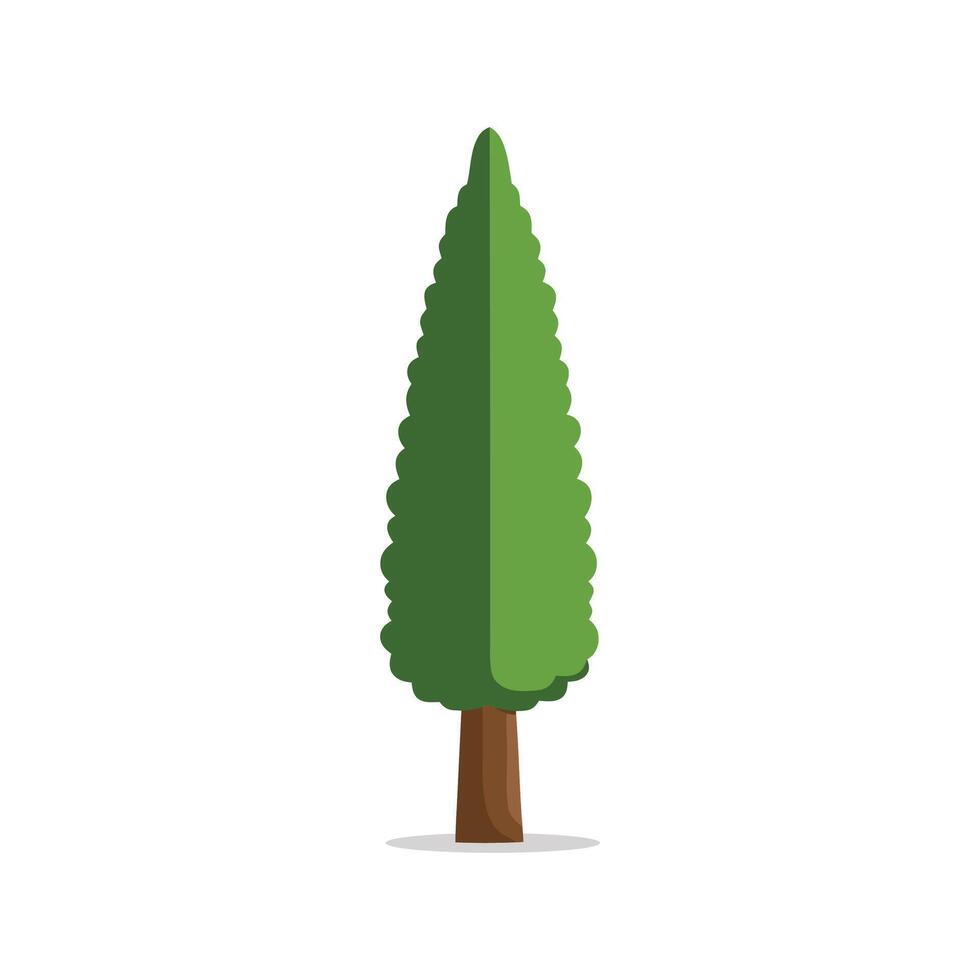Italian Cypress tree isolated flat illustration on white background vector