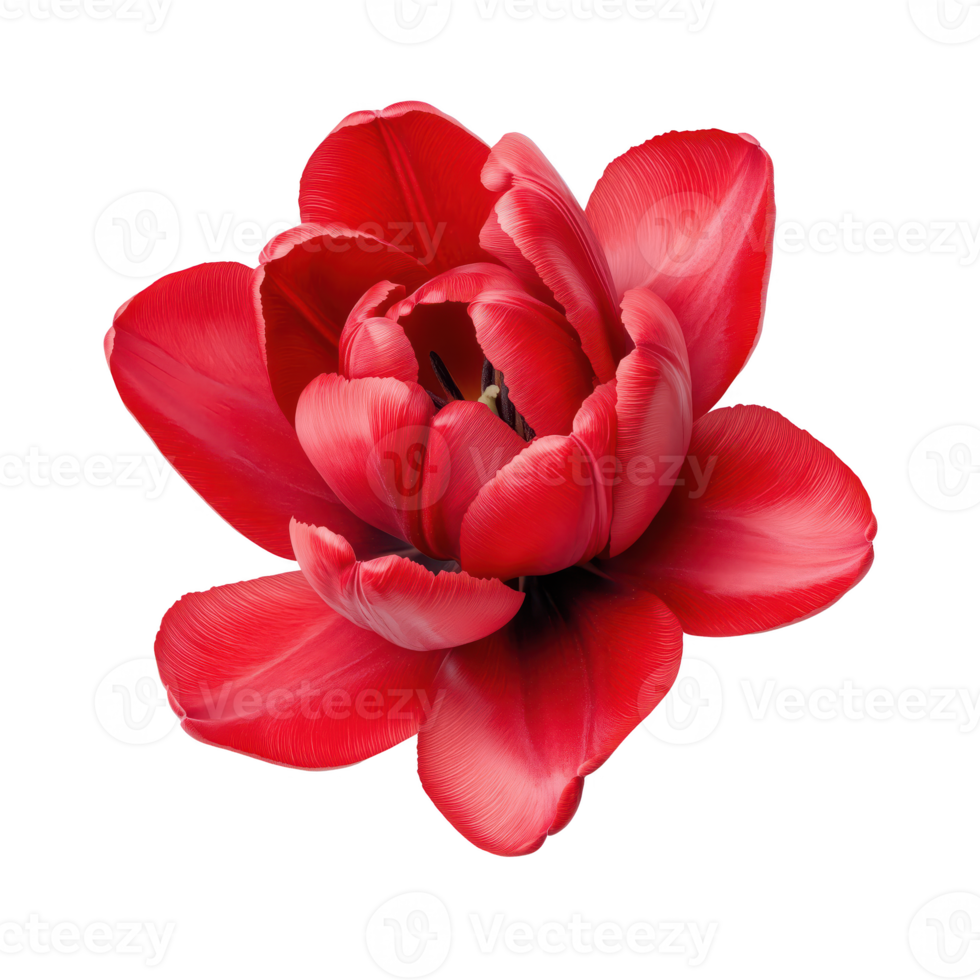 Vibrant red tulip bloom with smooth petals, beautifully isolated on transparent background. png