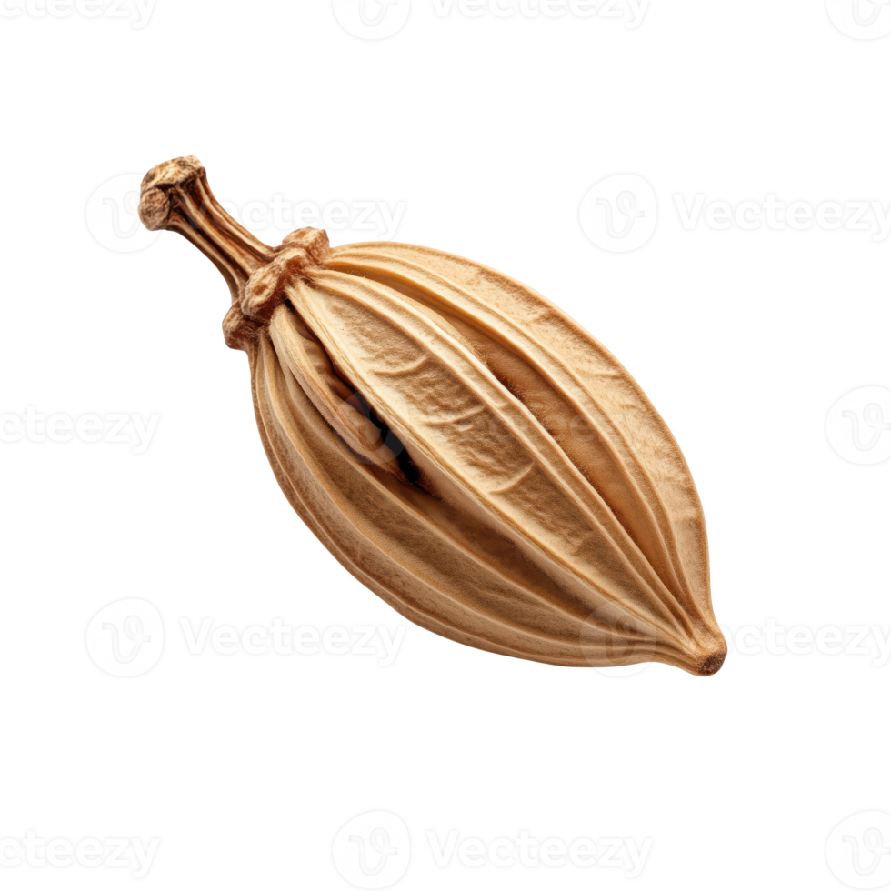 Cocoa pod isolated on transparent background, showcasing its unique shape and texture. png