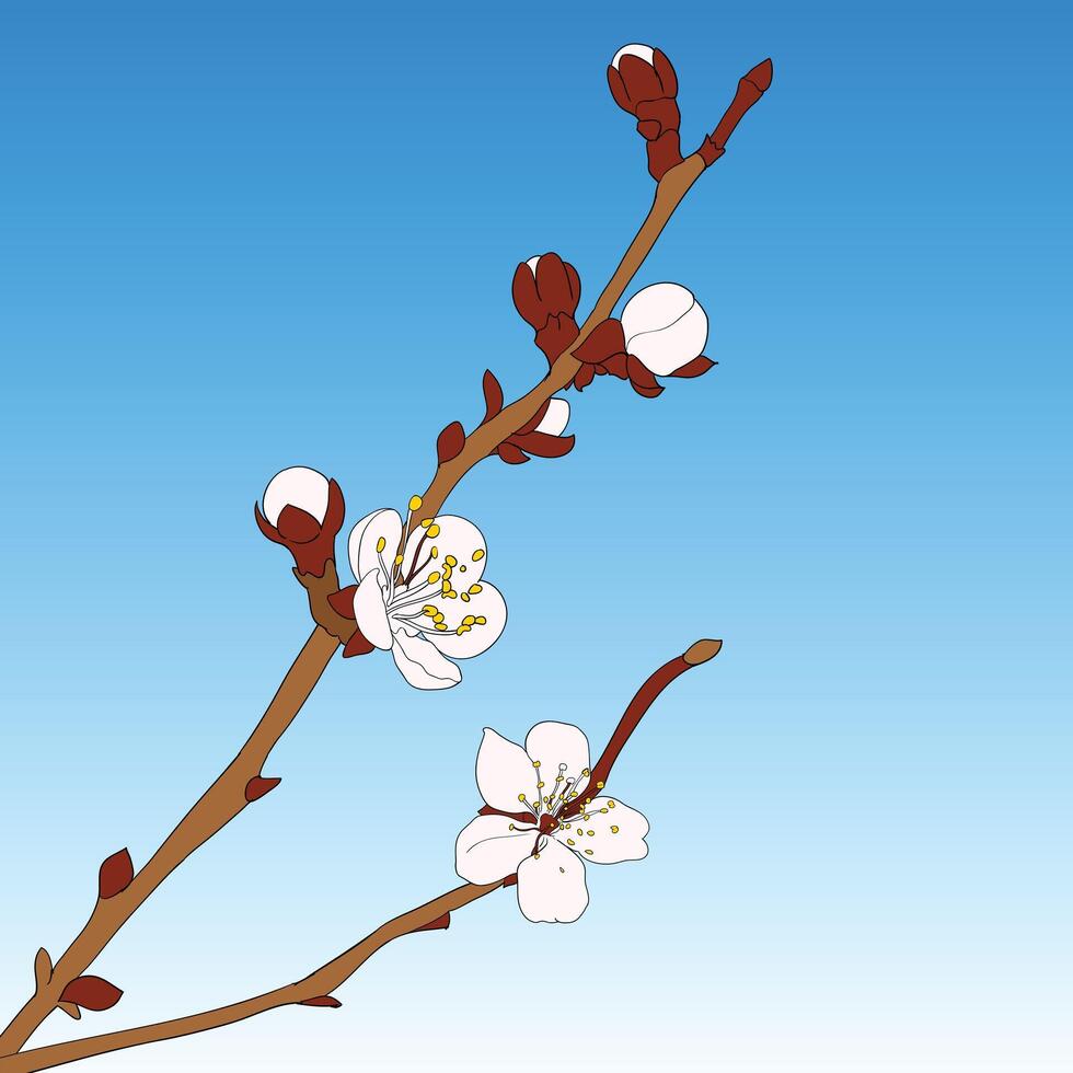 Oriental cherry illustration vector