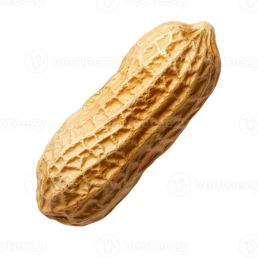 Single, raw peanut isolated on transparent background. png