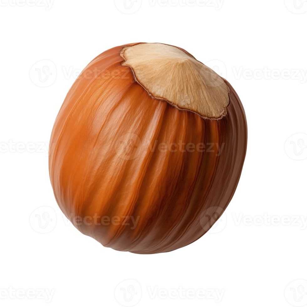 Hazelnut, brown color, isolated on transparent background, showcasing details and texture. png