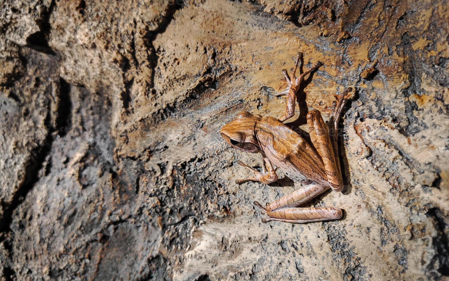 Close-up of Common Tree Frog sitting on the stone surface photo