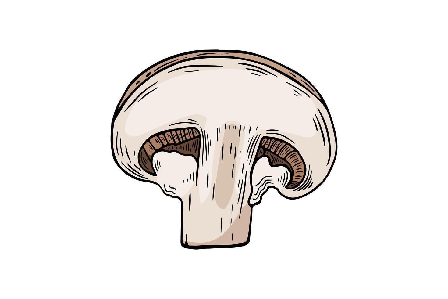 Sketchbook champignon mushroom slice, color, etching. black and white line drawing by hand vector