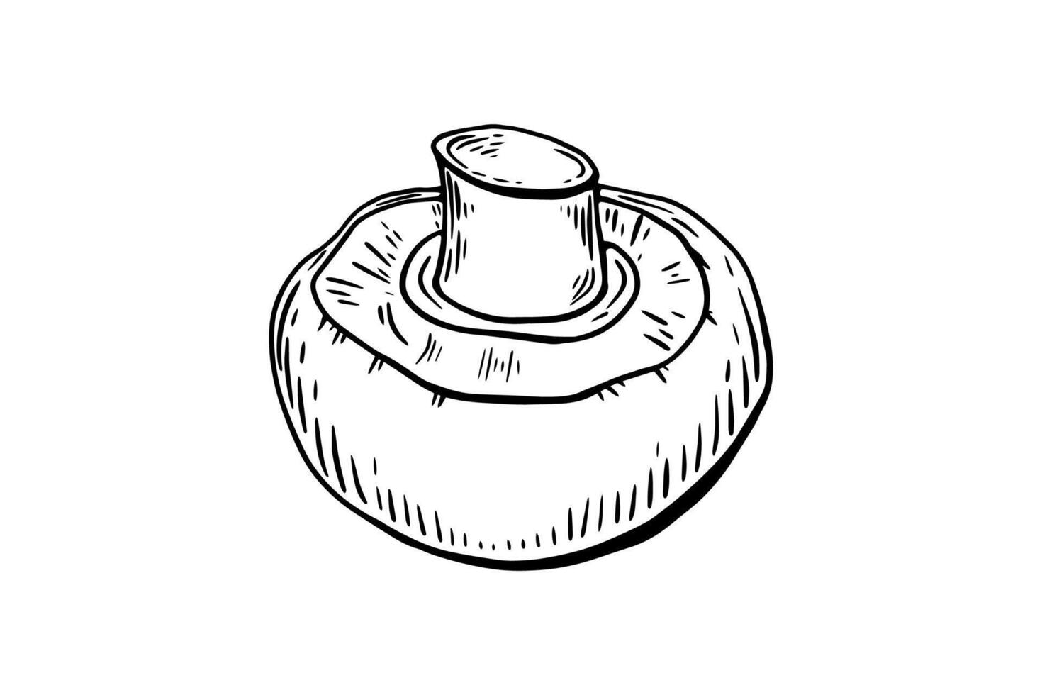 Sketchbook champignon mushroom, engraving. Black and white line drawing by hand vector