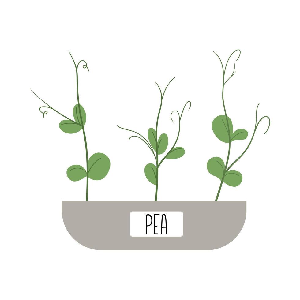 Hand drawn pea sprouts, microgreens growing in a pot at home with label vector