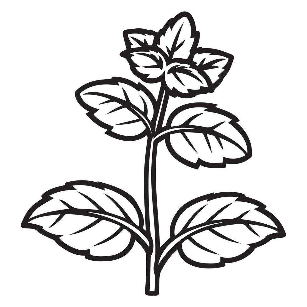 Mint Plant Illustration with Detailed Leaves and Stems vector