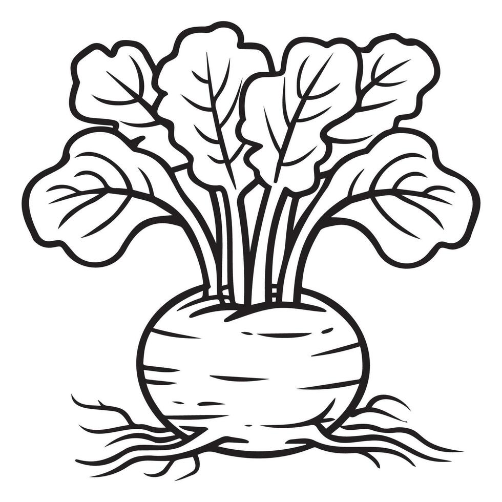 Fresh Beetroot with Green Leaves Illustration vector