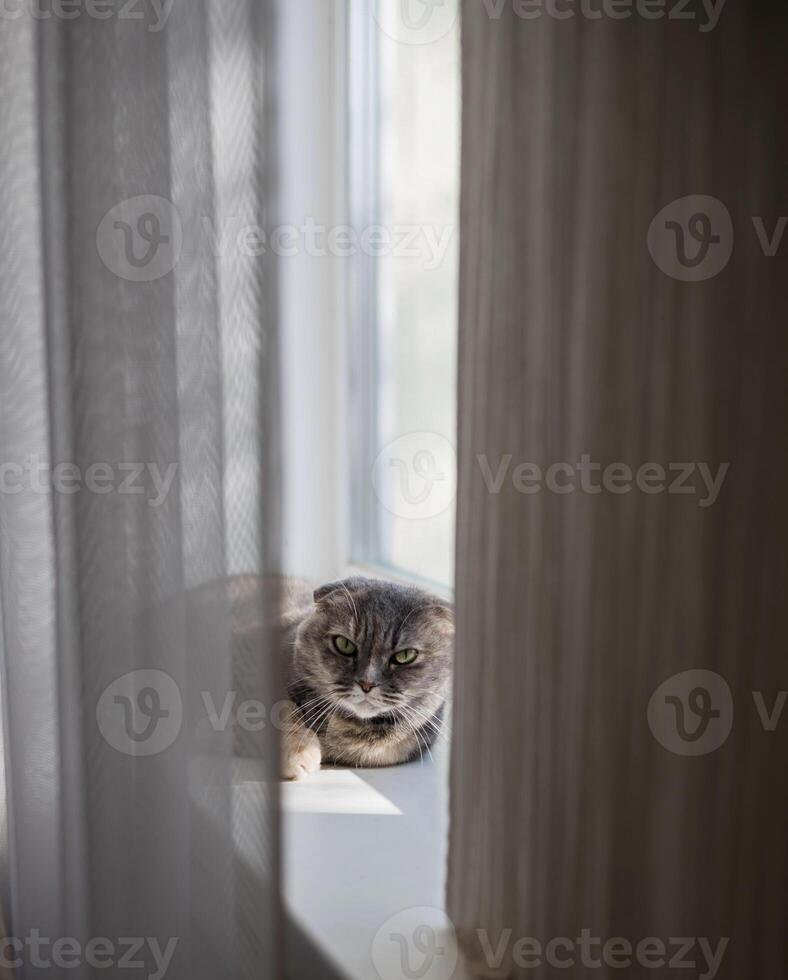 lazy gray cat lies on the windowsill photo