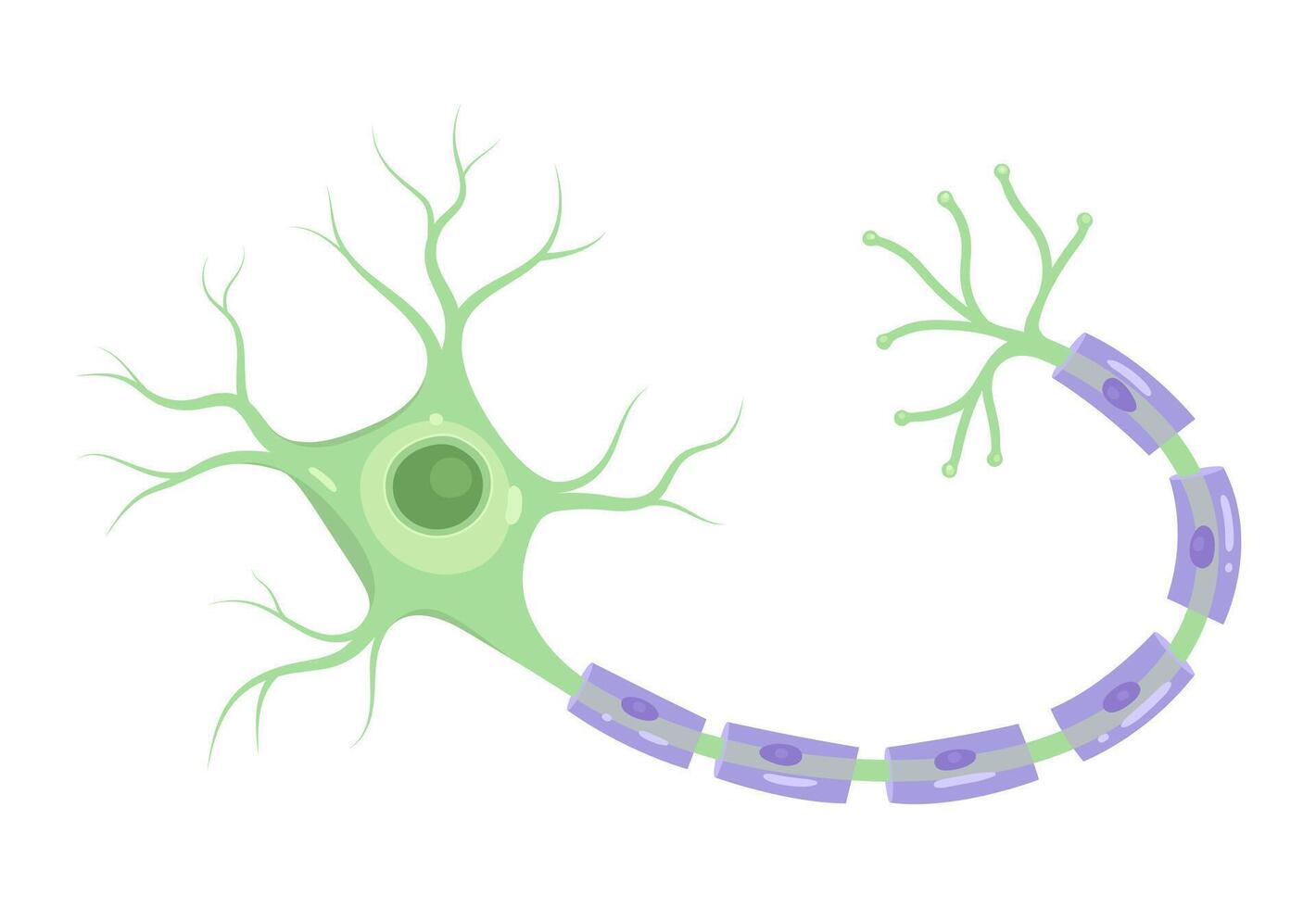 Infographic of neuron anatomy. Axon, myelin sheat, dendrites, cell body, nucleus vector