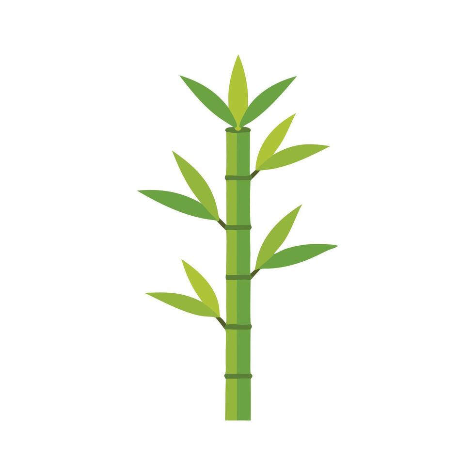 A bamboo plant, featuring its tall, slender stems isolated flat illustration white background vector