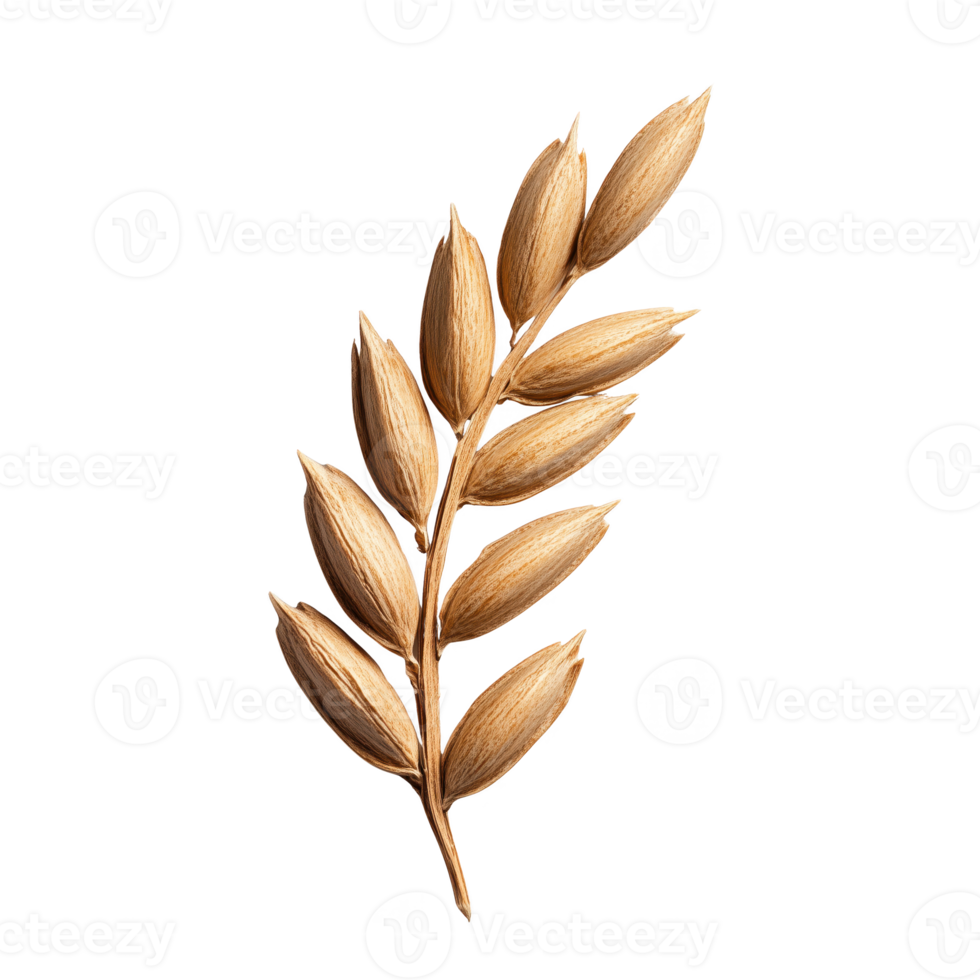 Decorative wheat ear with golden shades, isolated on transparent background. png