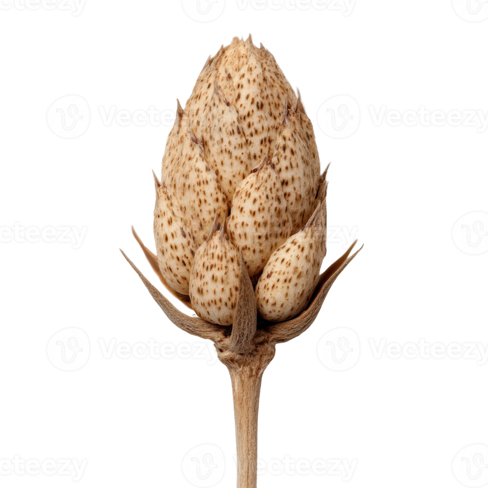 Close-up of an artistic plant bud with intricate textures, isolated on transparent background. png