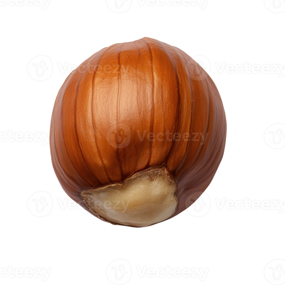 Single hazelnut with a smooth, shiny shell, isolated on transparent background. png