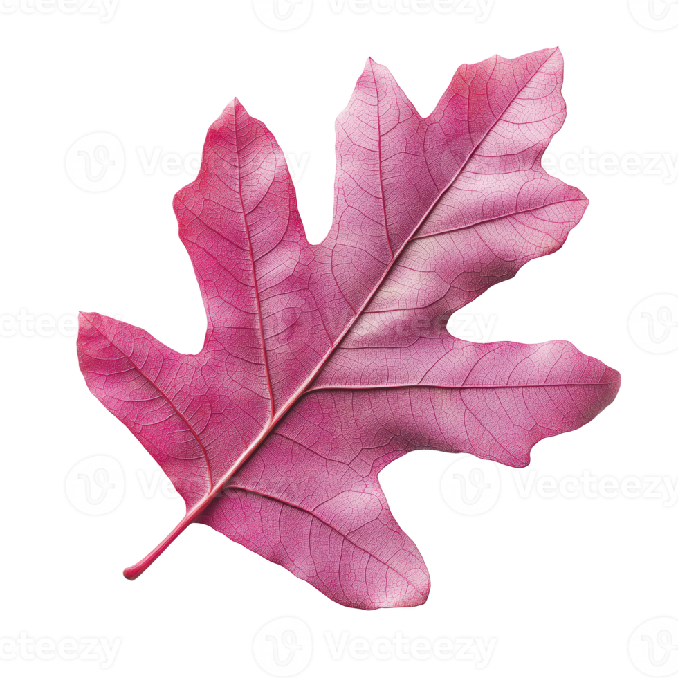 Pink oak leaf isolated on transparent background, showcasing intricate details and vibrant color. png