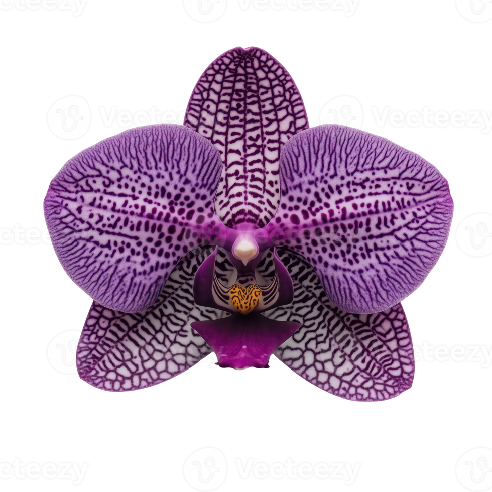 Stunning purple orchid with intricate patterns, displayed isolated on transparent background. png