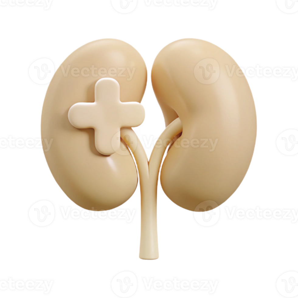 Kidney Health Understanding the Importance of Proper Function png