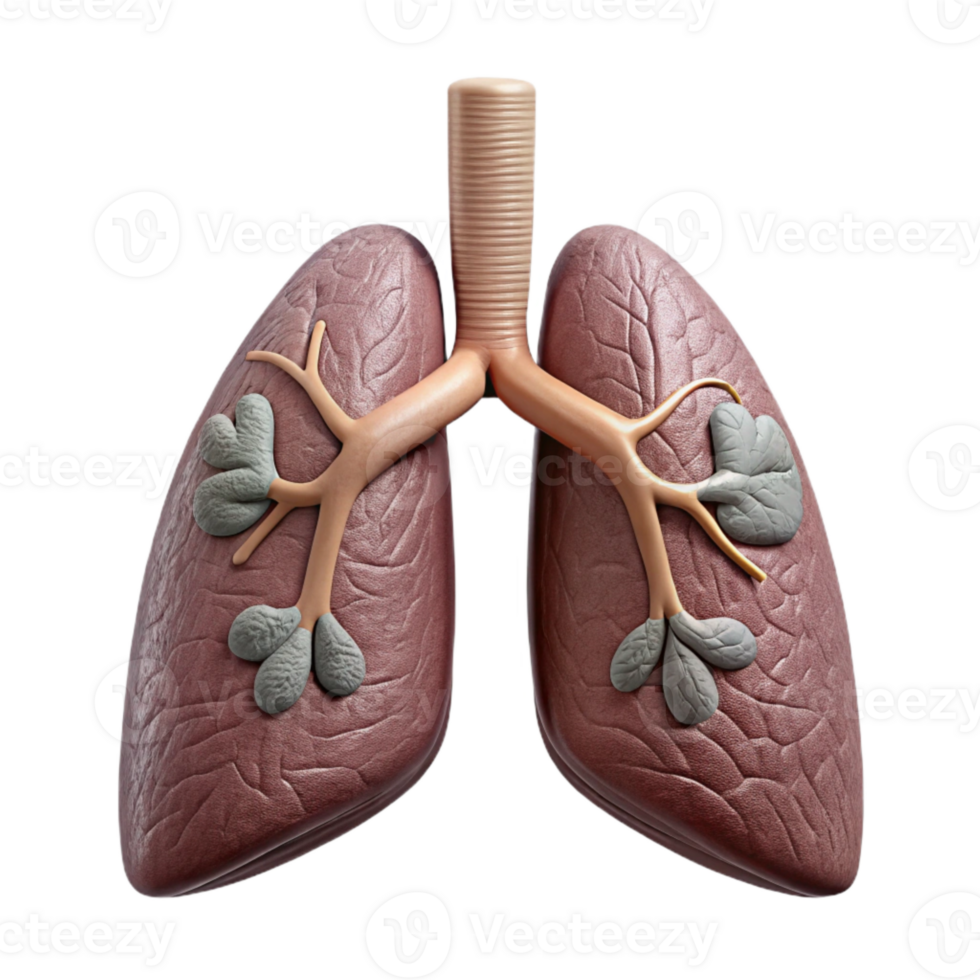 Human Lungs with Bronchial Tree and Alveoli Anatomy Model png