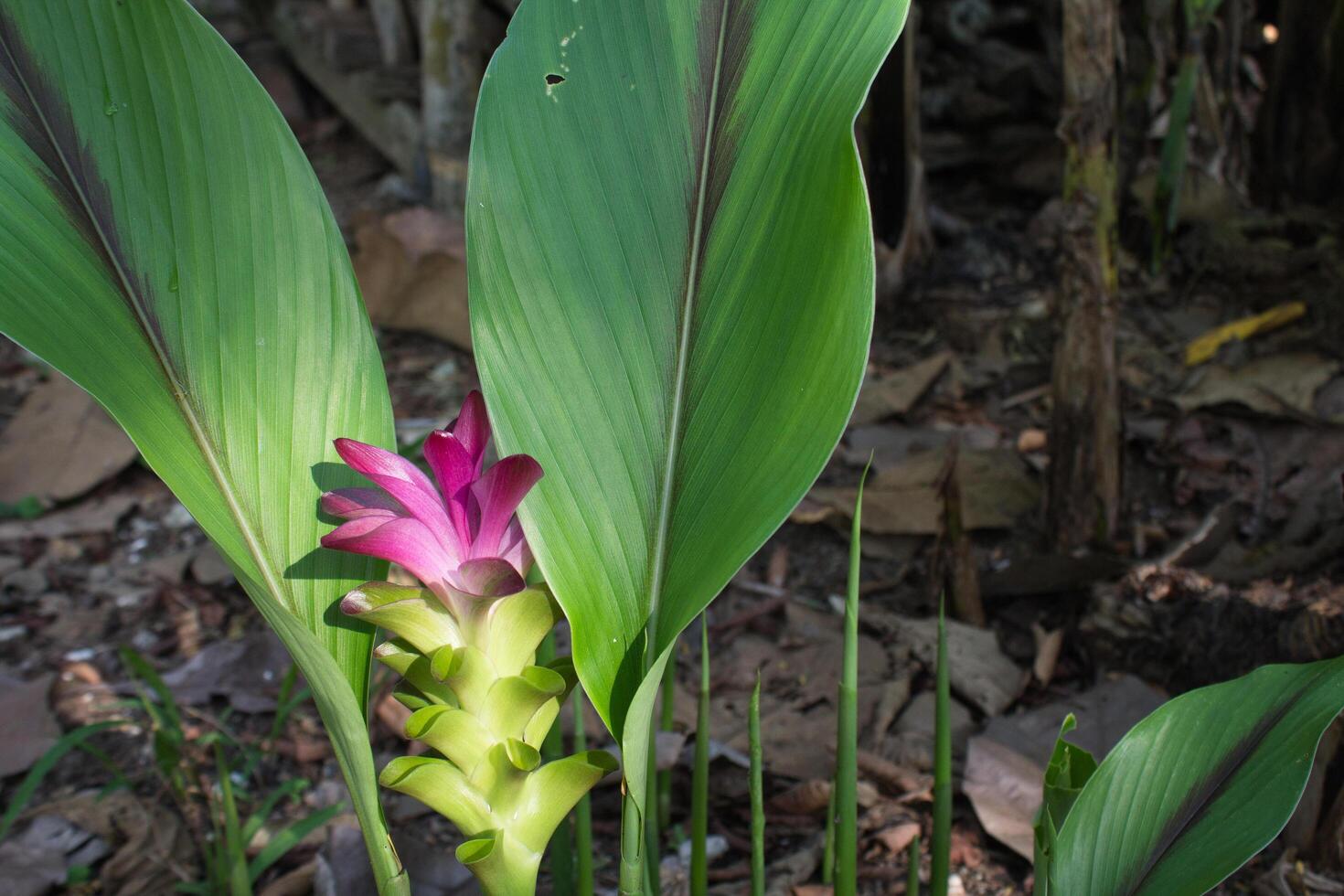 galangal plant flower buds bloom photo