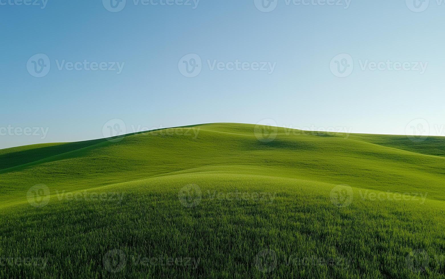 Vibrant green rolling hills with a lush wheat field in the foreground, showcasing the beauty of agricultural landscapes under a clear blue sky photo