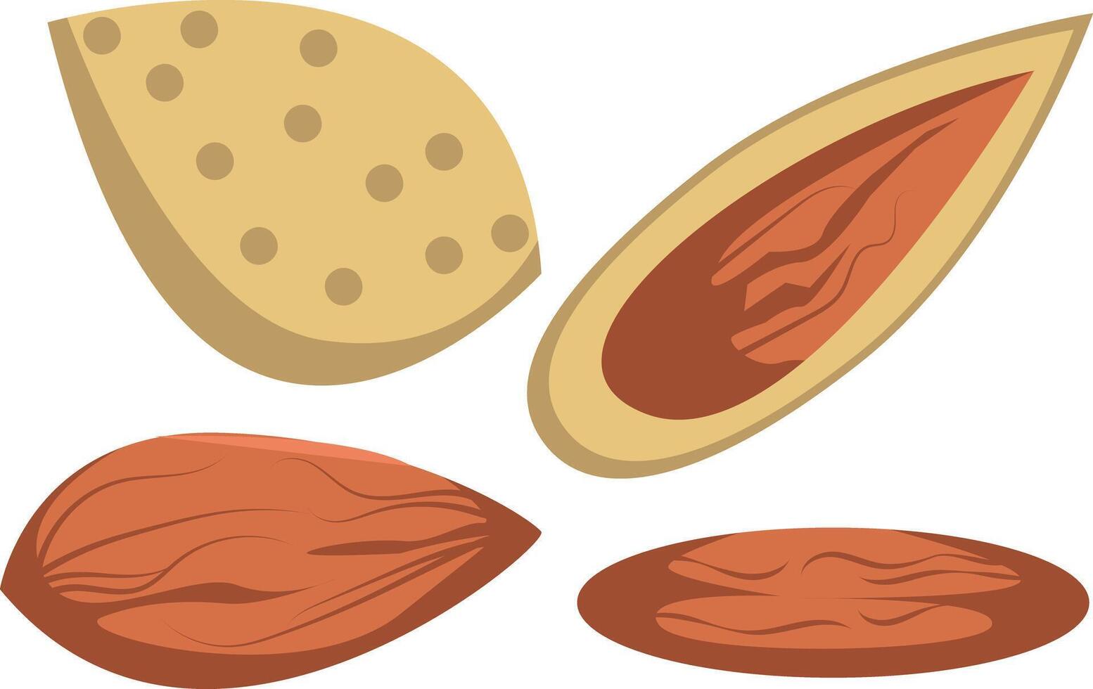 illustration of a set of whole almonds with shells and filling vector