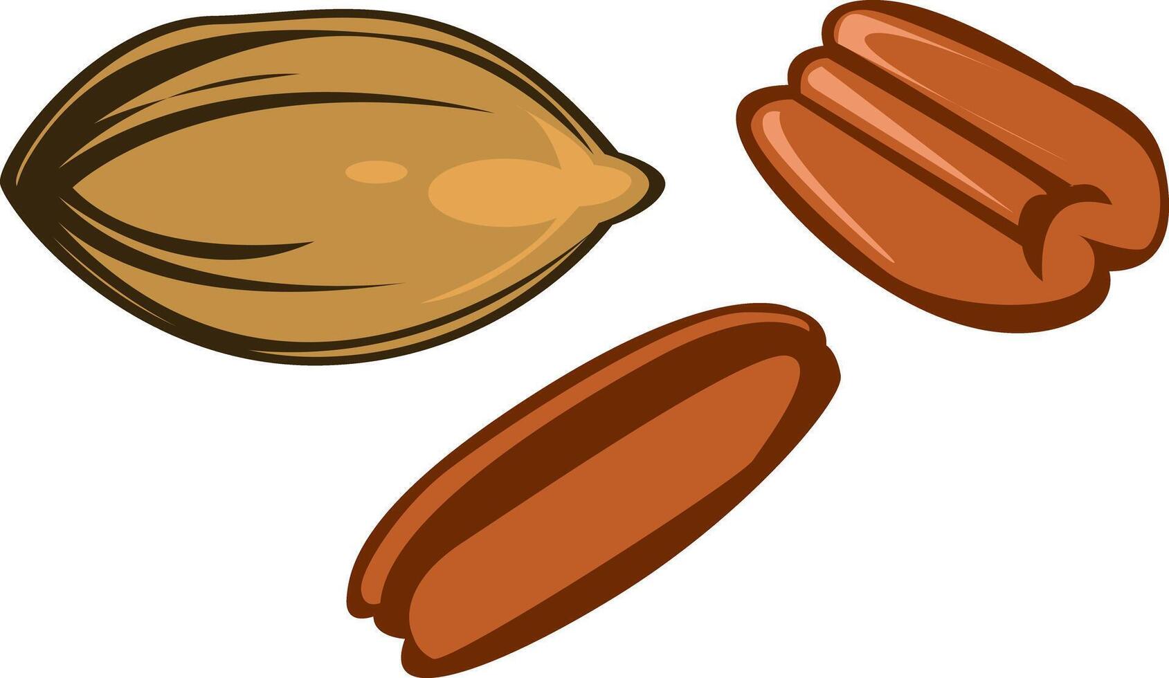 simple illustration of pecan seed and nut vector