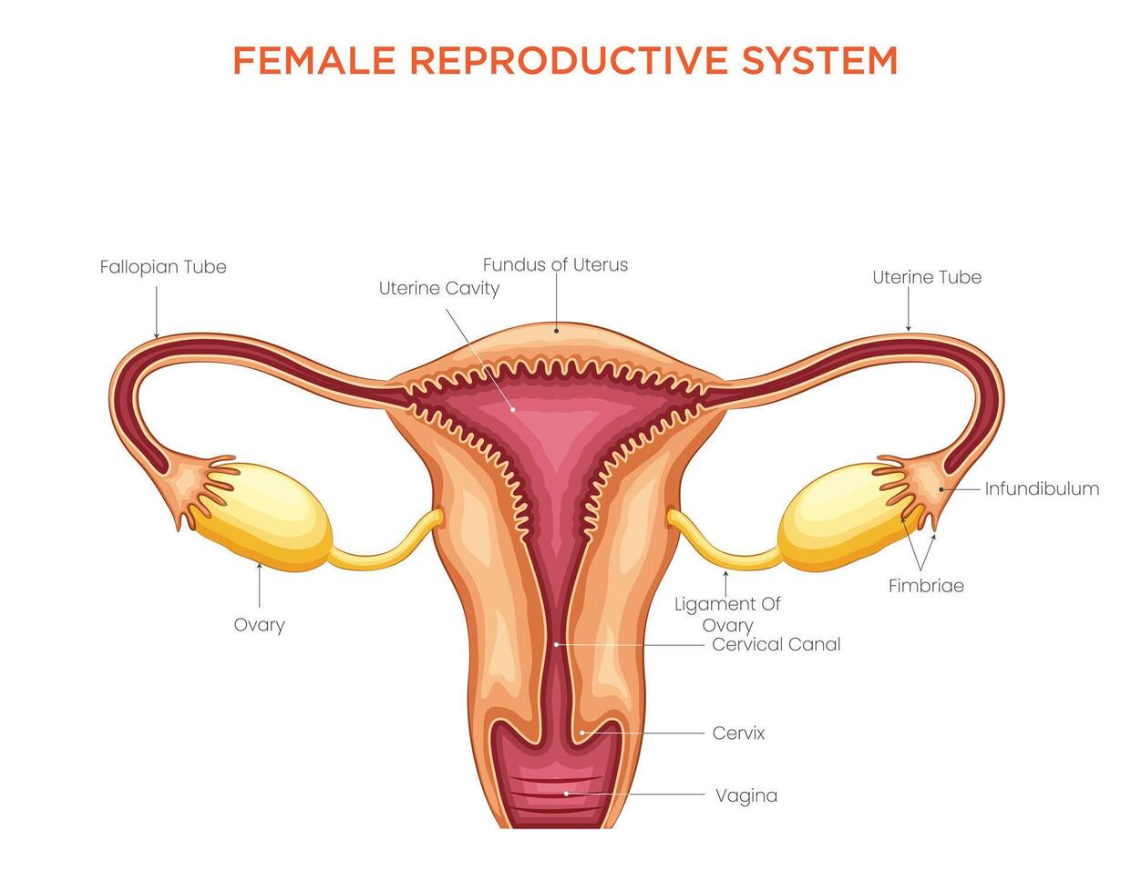 Structure and Function of the Female Reproductive System vector