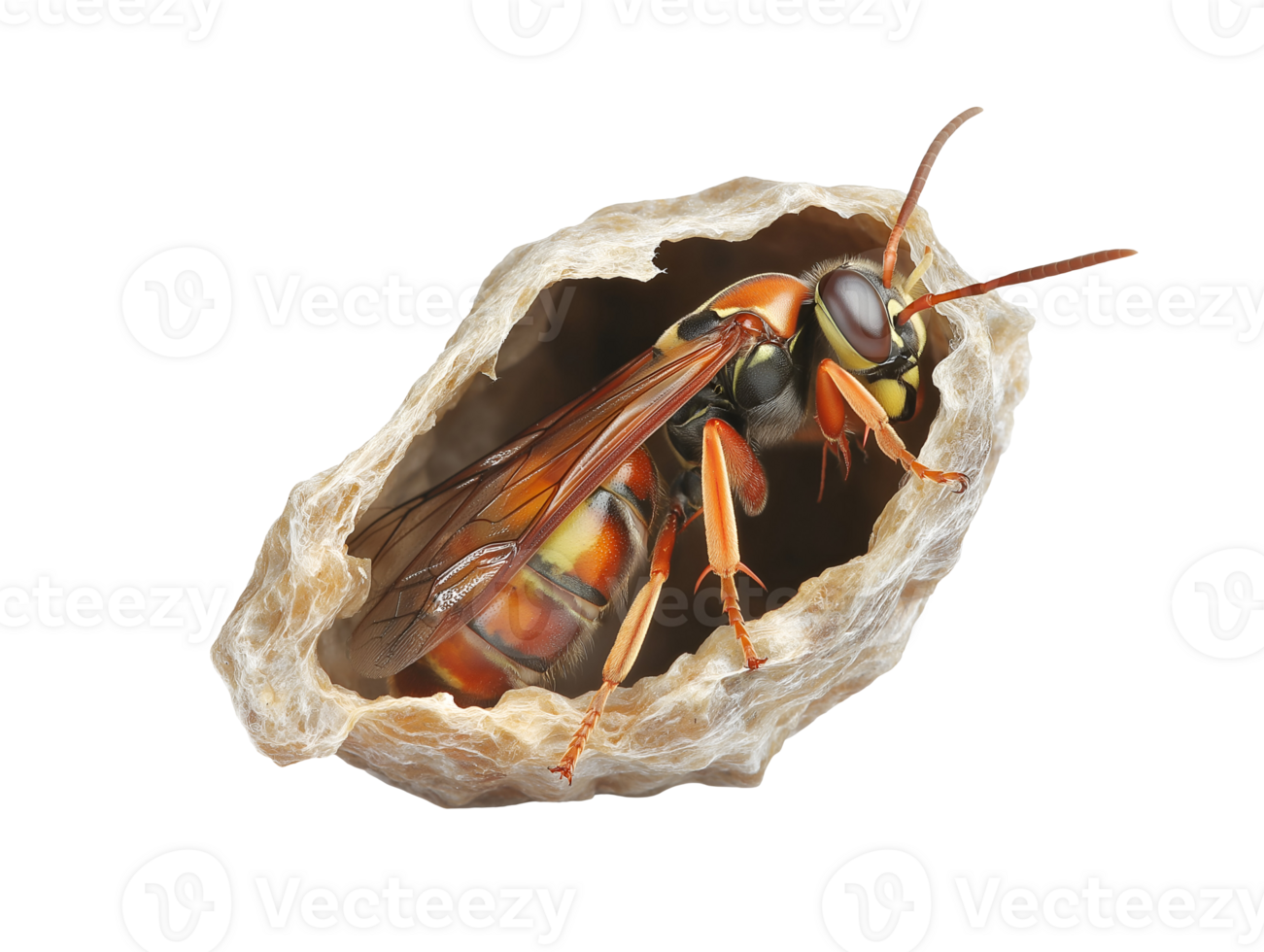 pupa of a wasp attached to a nest cell with its developing wings on isolated background png