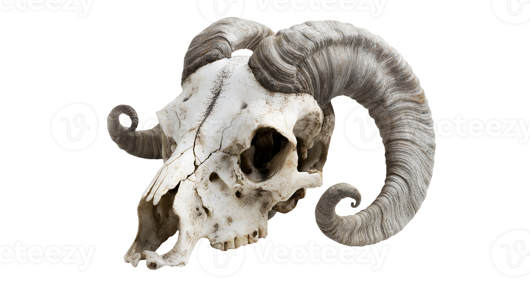 goat skull with curled horns on isolated background featuring detailed bone structure and intricate horn texture for anatomical reference and study png