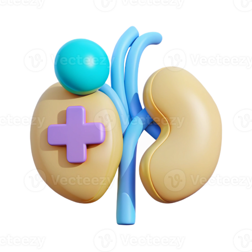 3D Illustration of Kidneys and Plus Sign png