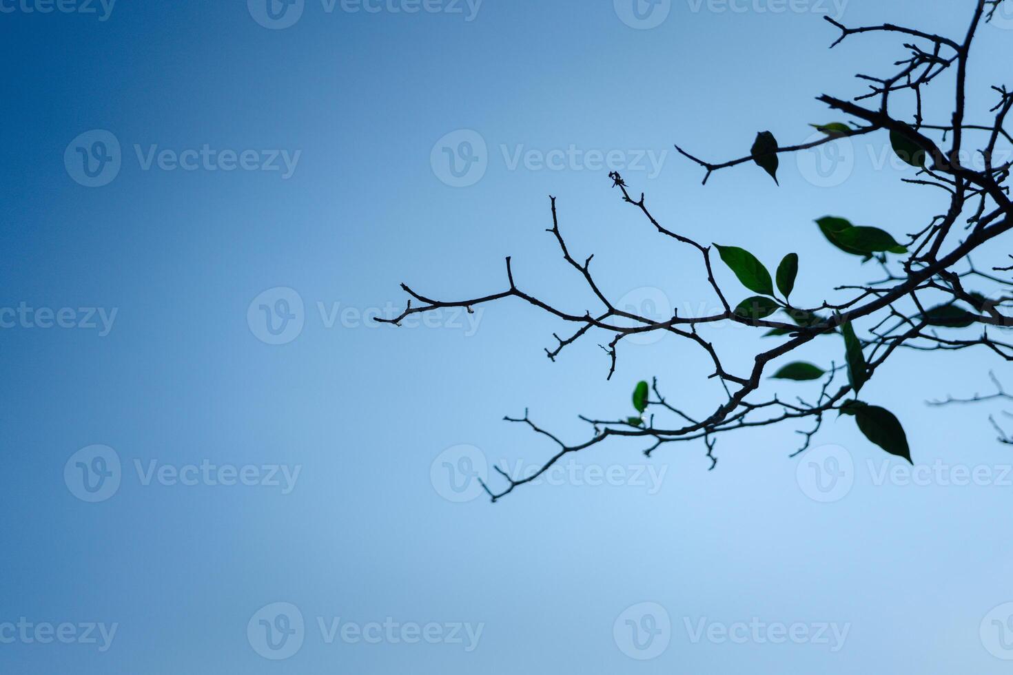 The foliage on blue sky when looking up through the treetops. photo