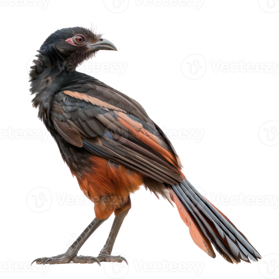 Greater coucal bird side view full body isolate on transparency background png