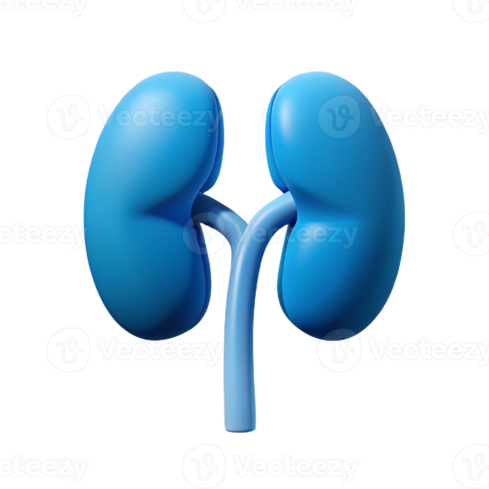 3D Model of Human Kidneys png