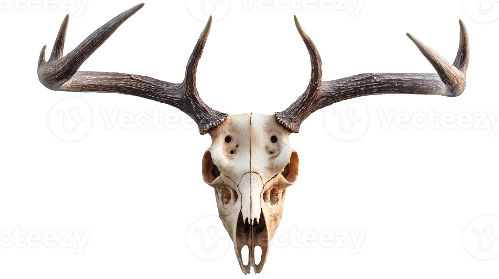 deer skull with antlers attached showcasing intricate bone structure on isolated background png