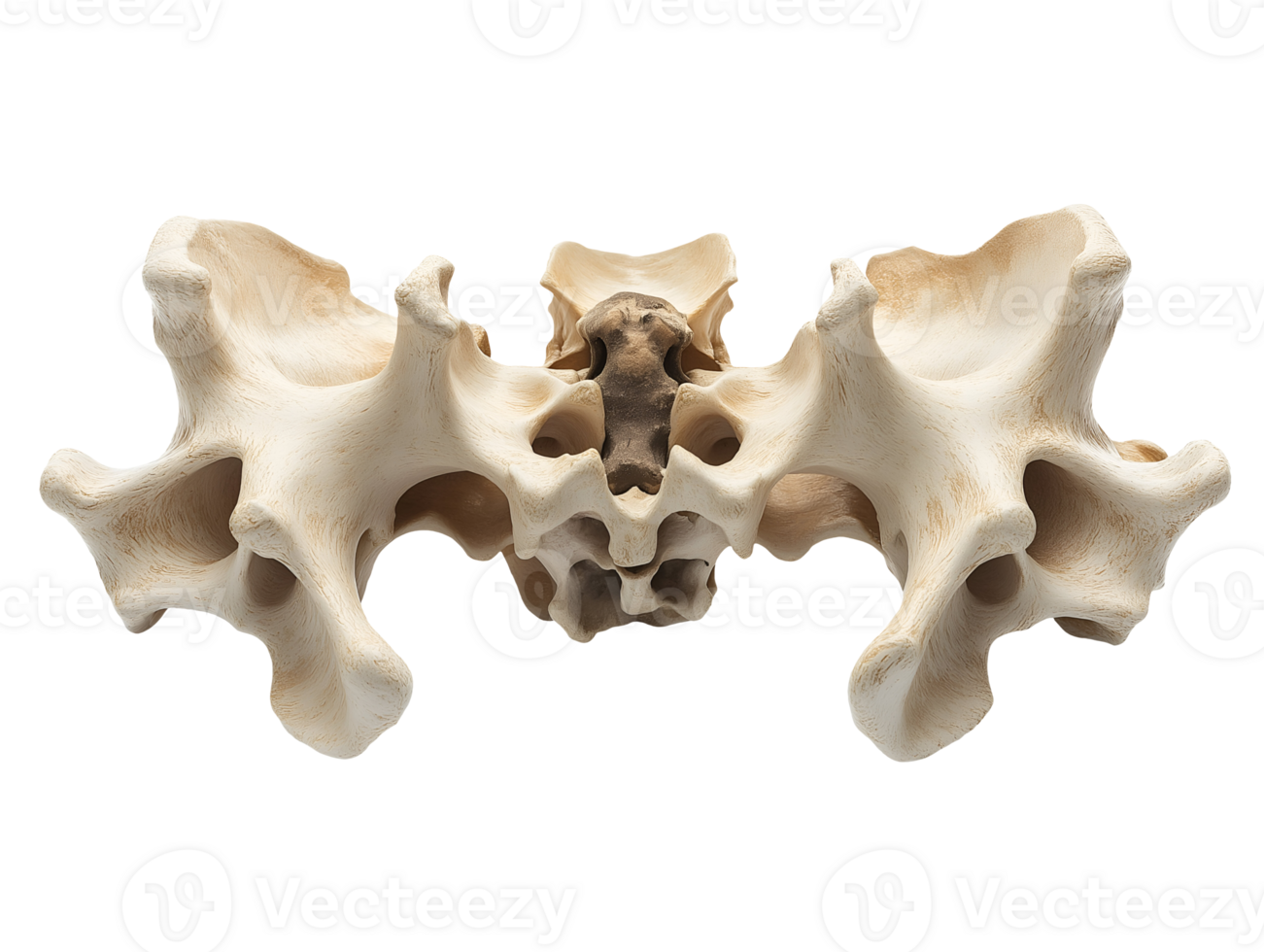 close-up of the lumbar vertebrae showing the detailed bone structure and complex anatomy on isolated background png