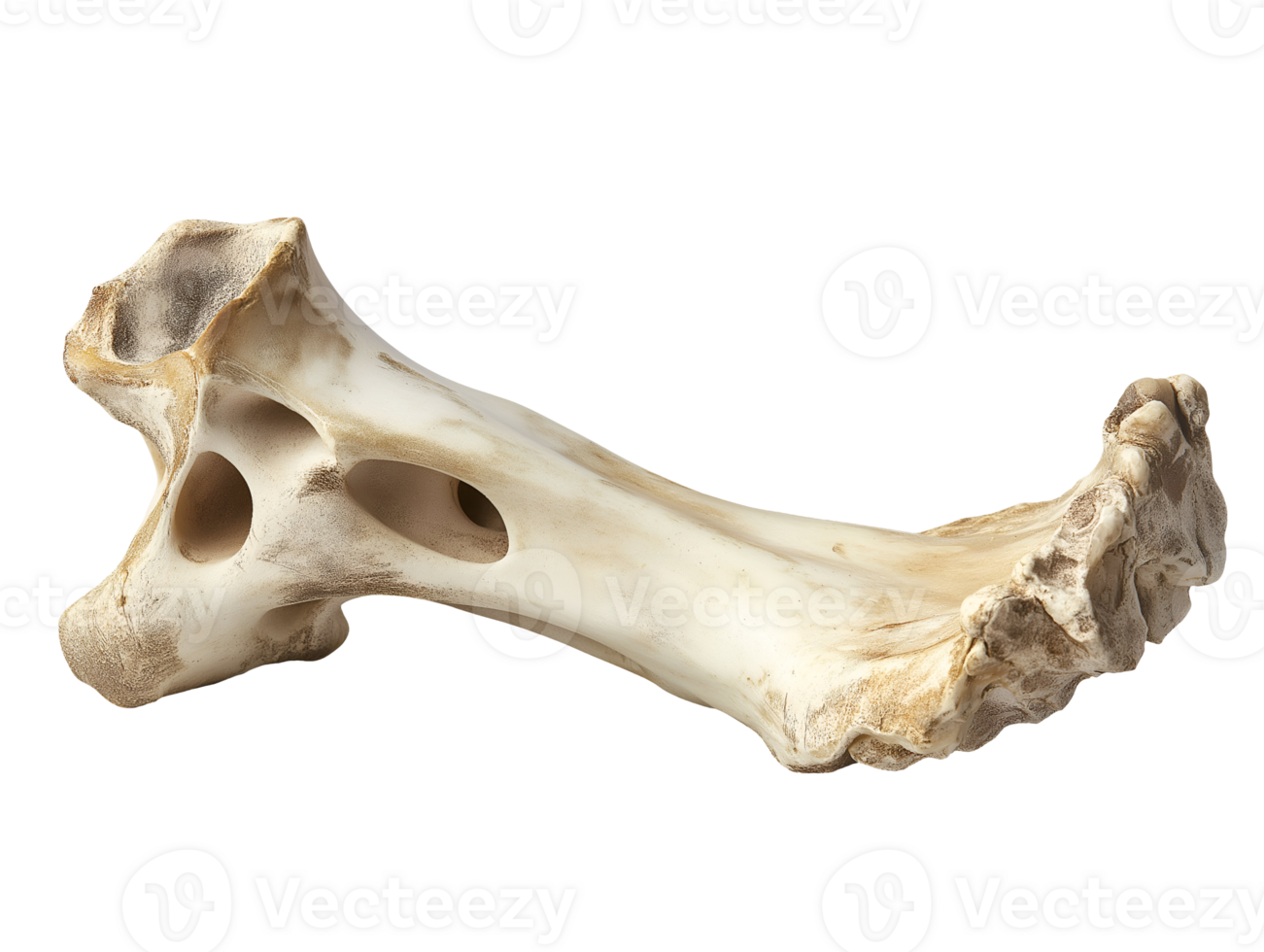 detailed image of a human metatarsal bone showing foot structure with visible holes and bone texture on isolated background png