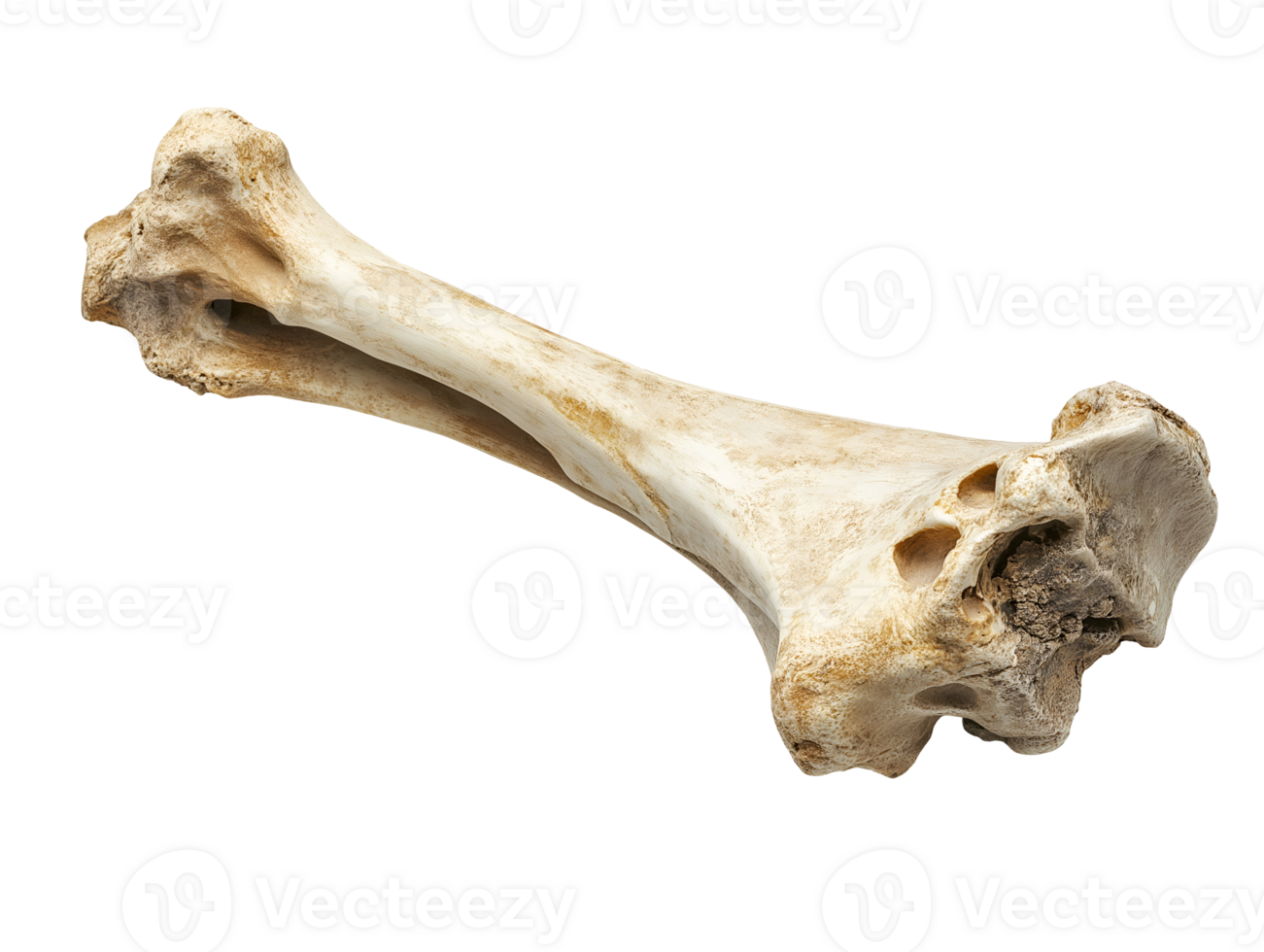 close-up of a tibia bone shinbone showcasing long structure and anatomical detail on isolated background png