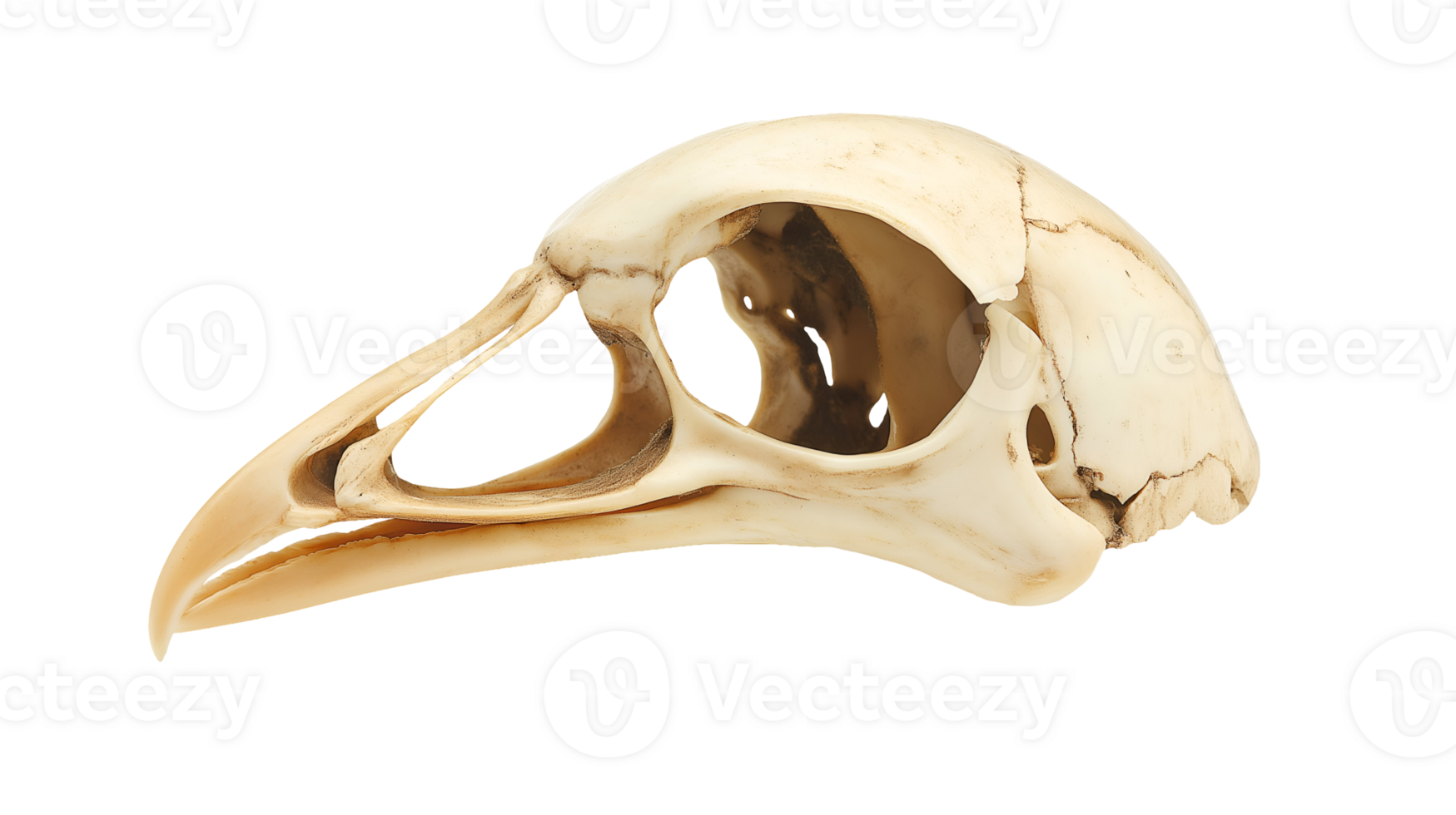 bird skull with intricate bone structure and prominent beak on isolated background, detailed avian skeletal remains showing hollow eye sockets and bone texture png