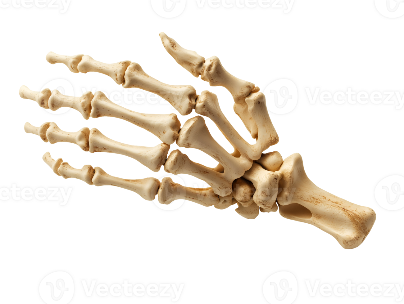 close-up of a human hand skeleton showcasing phalanges and metacarpal bones on isolated background with detailed bone structure png
