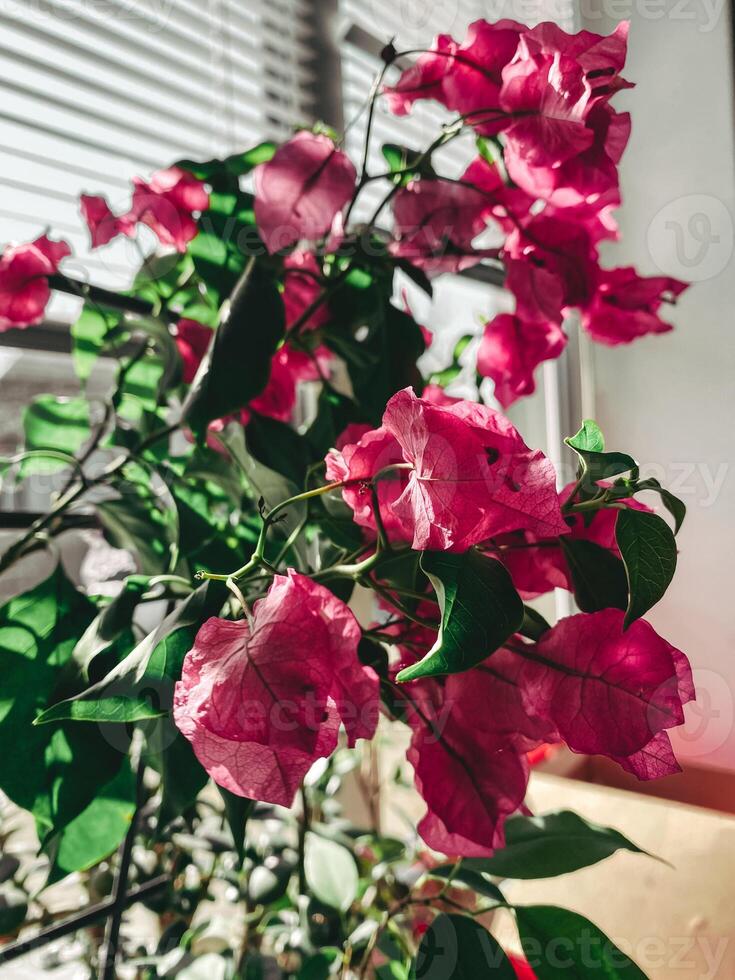 Bougainvillea flowers, vibrant pink hues, basking in sunlight, window, indoor greenery, lively atmosphere. Bright decorative shot, green and pink colors photo
