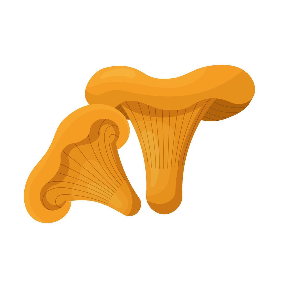 Chanterelle mushrooms flat. Mushroom - chanterelle isolated without background. illustration vector
