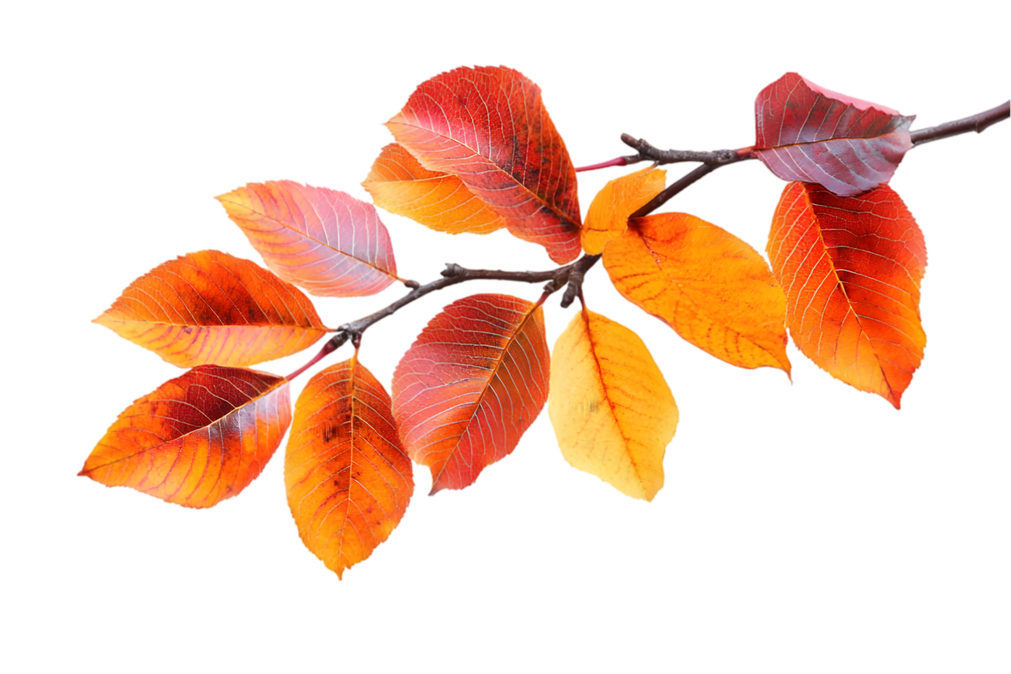 autumn leaves on a branch with a transparent background png