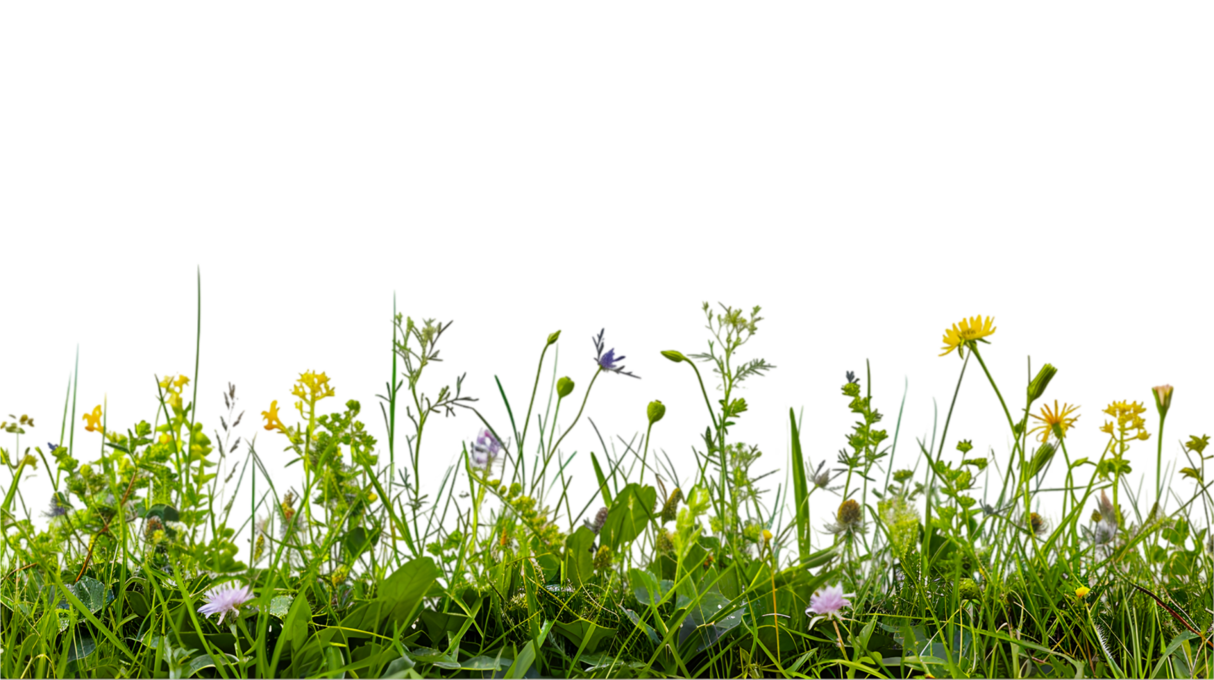 A field of grass with flowers and butterflies png