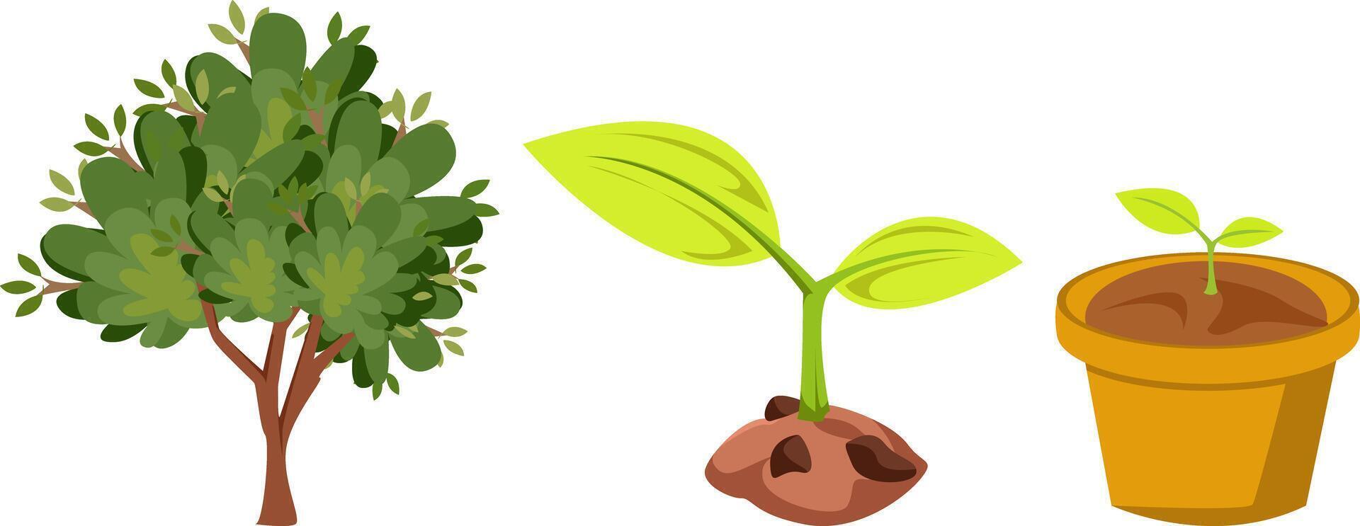 Growth Stages of a Plant Illustration vector