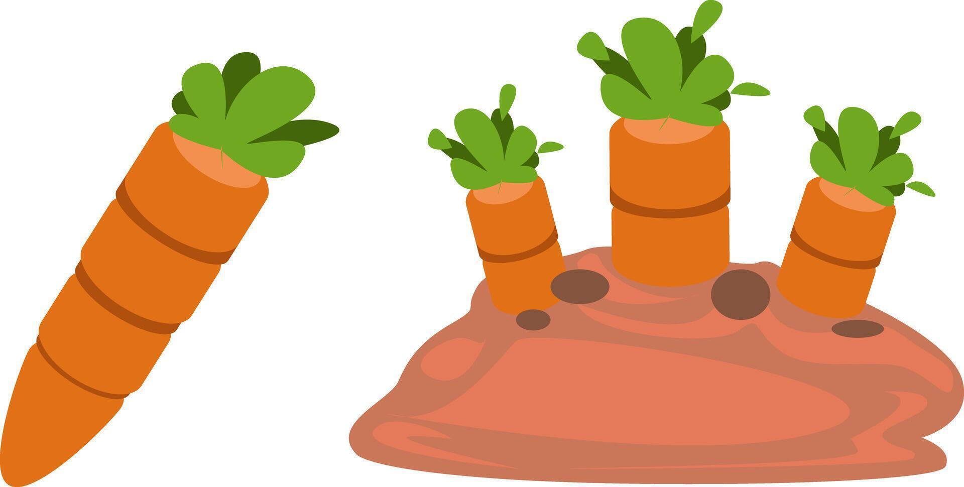 Fresh Carrots Growing in Rich Soil vector