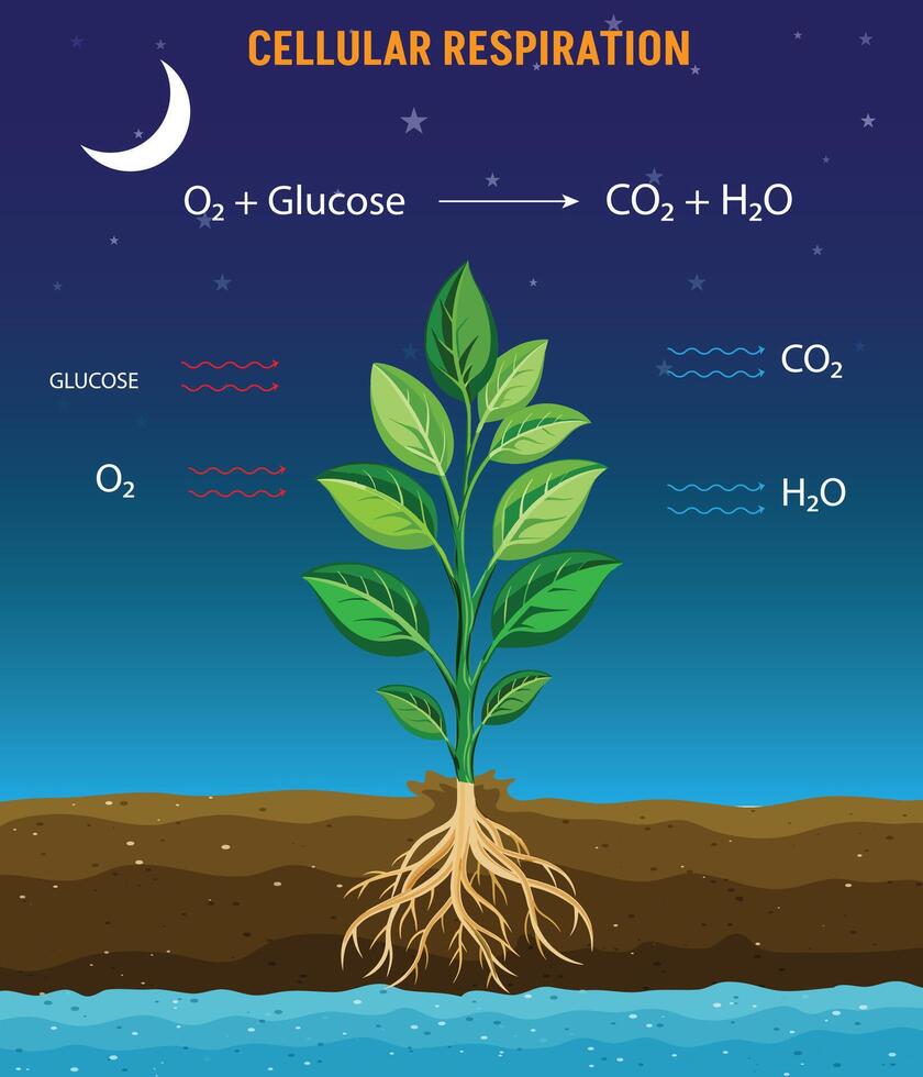 Cellular Respiration Energy Production through Glucose and Oxygen Conversion vector