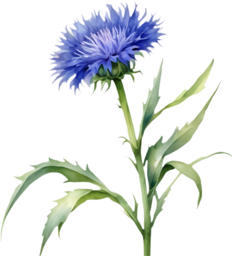 Botanical Cornflower Flower Clipart. . png