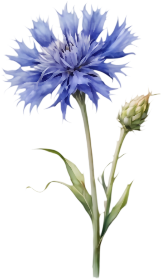 Realistic Cornflower Watercolor Illustration Set. . png