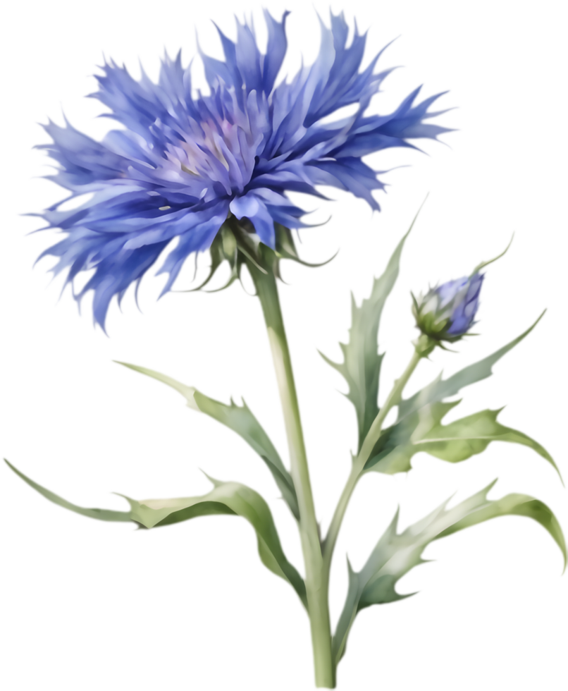 Detailed Cornflower Floral Art Prints. . png