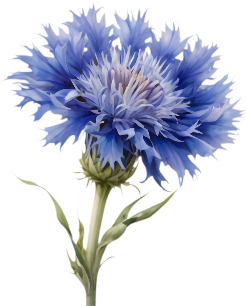 Soft Colors Cornflower Painting Collection. . png